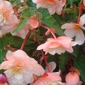 Begonia odorata (2)